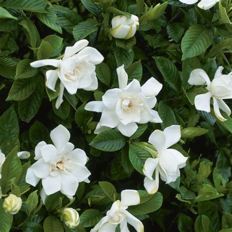 gardenia jasminoides ellis.